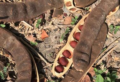 Conoce la mahuacata, una leguminosa rica en proteínas