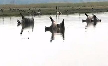 Mueren 100 hipopótamos en Namibia; sospechan de bacteria que causa ántrax