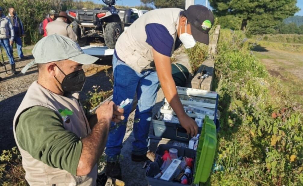 Lobo gris escapa de albergue en Tenancingo; inician búsqueda para hallarlo sano y con vida