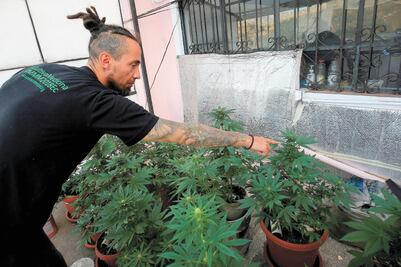 Suman nueva iniciativa para legalizar cannabis