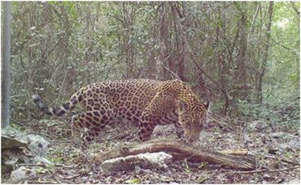 Hábitat del jaguar en Yucatán está en peligro; directora de WWF alerta riesgo de extinción por actividad humana