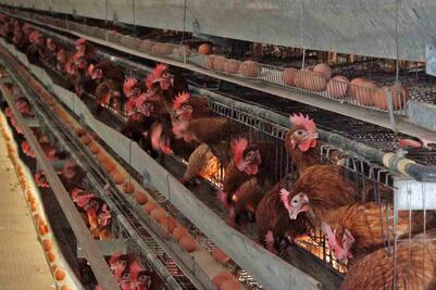 Contagio humano de gripe aviar, detectado en México, es un caso aislado, pero obliga a vigilar: infectólogo