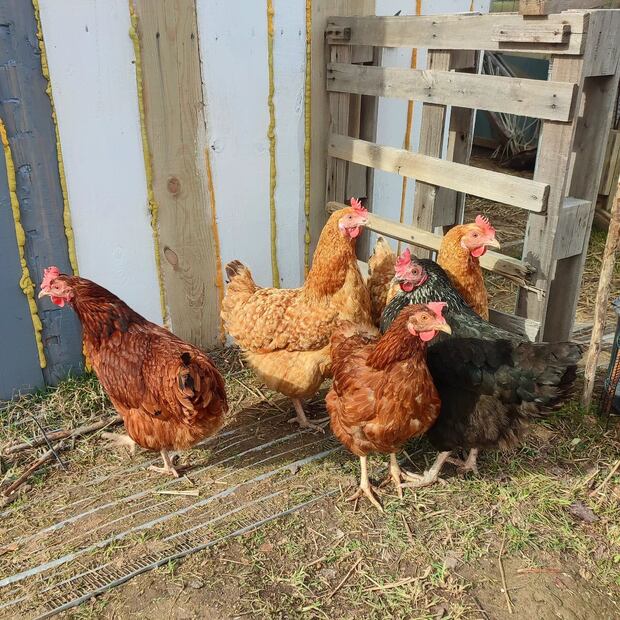 Un hombre dejó un pollo vivo en una tienda  (Fuente Instagram @egg.landia)