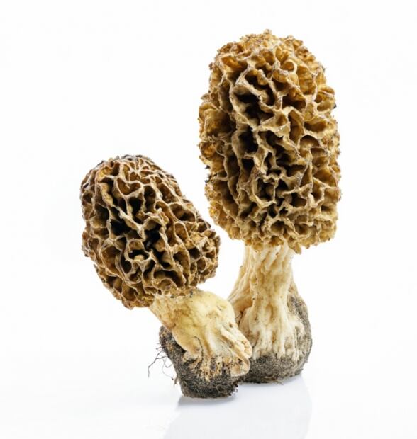 Hongos comestibles que debes de conocer