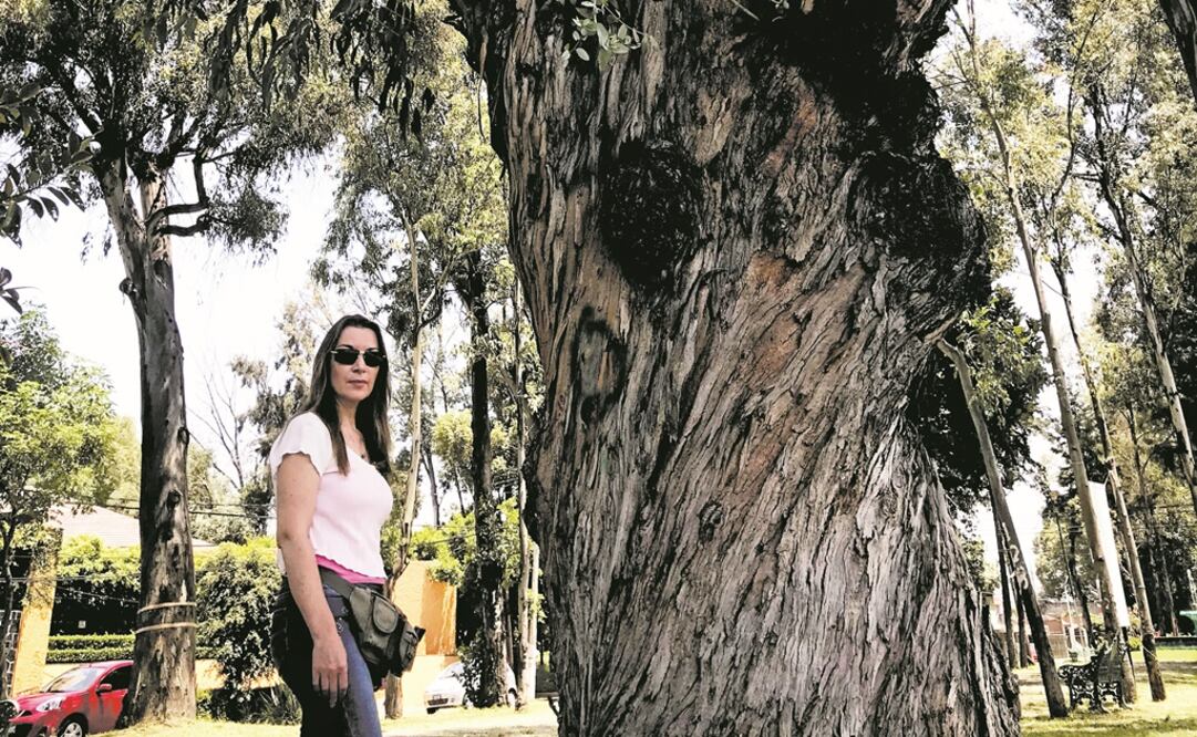 Ejemplares que serán derribados —los cuales fueron señalados con una “x”— tienen plaga y están “prácticamente muertos”, dicen autoridades de Naucalpan. Foto: REBECA JIMÉNEZ. EL UNIVERSAL