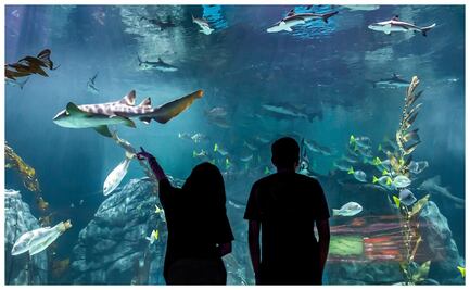 El nuevo Acuario Michin de Parque Tepeyac: qué actividades ofrece