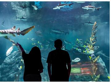 El nuevo Acuario Michin de Parque Tepeyac: qué actividades ofrece