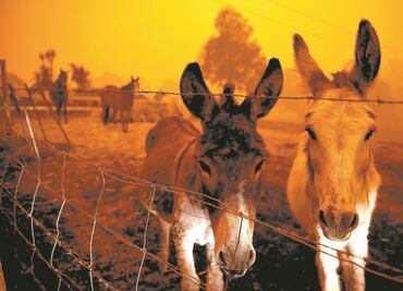 Sube cifra de muertes por incendios en Australia