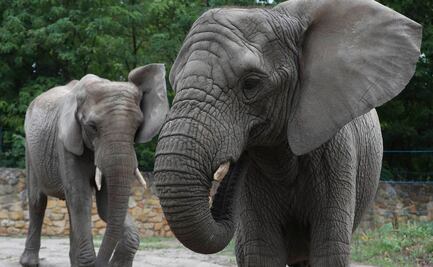 Mueren 12 elefantes por posible envenenamiento en parque de Zimbabue