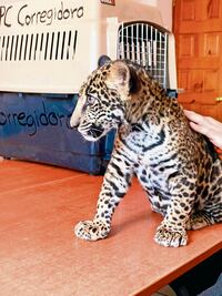 Inai ordena a Profepa informar sobre jaguares