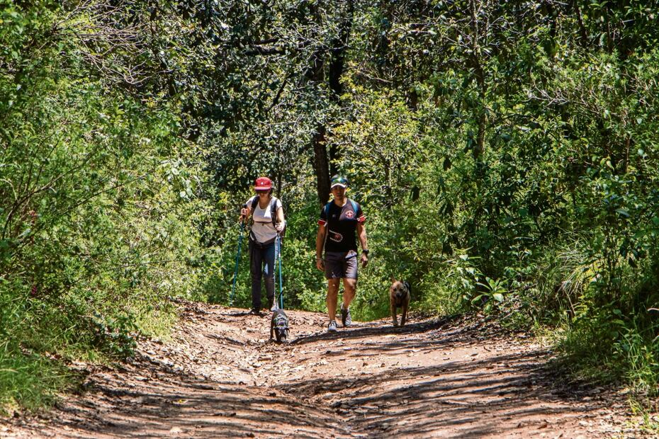 El Bosque de Agua asegura la provisión de agua para más de 25 millones de habitantes de la región, recarga pozos, arroyos y el Cutzamala. Foto: Gabriel Pano | El Universal