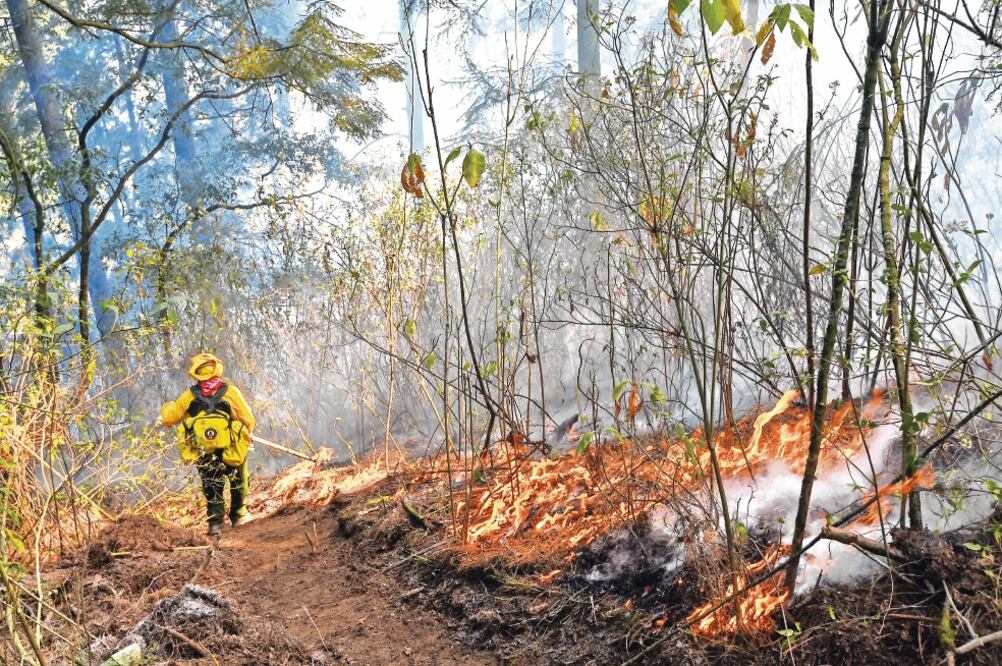 Brigadista lucha contra el fuego en un bosque del Estado de México en mayo de 2019. Hasta agosto se han registrado 7 mil 190 incendios y 581 mil hectáreas afectadas. Foto/ARCHIVO EL UNIVERSAL