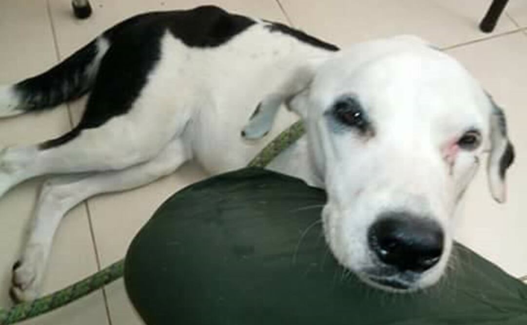 FOTO: Tomada de Facebook, Alejandro Sotomonte Niño (Bienestar Animal)