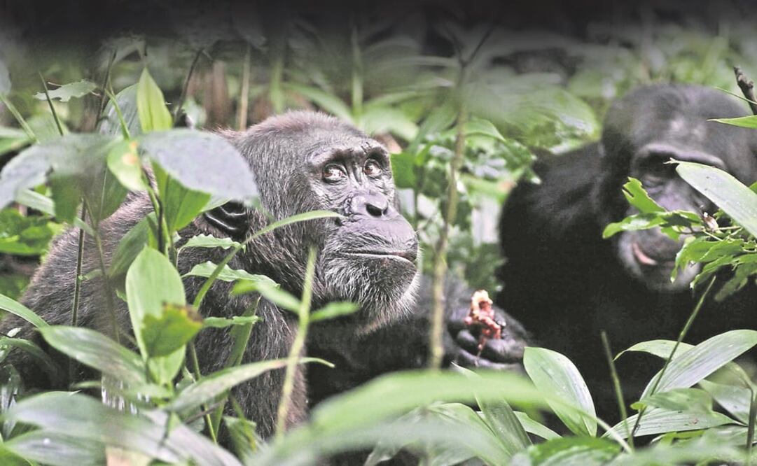 Lecciones. El escuadrón de chimpancés en Ngogo, Ugandae domina una vasta región a partir de la fuerza bruta y las manipulación política. (DISCOVERY CHANNEL)