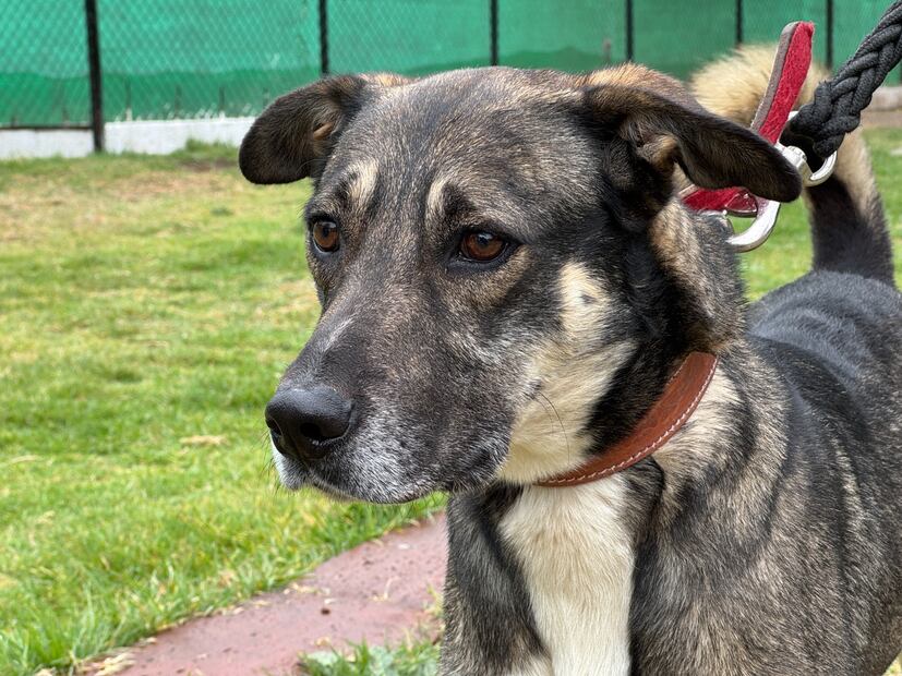 Este sábado, en el que se conmemora el Día Mundial del Animal sin Hogar, el Centro de Transferencia Canina del Metro te invita a que adoptes uno de los 49 lomitos que se encuentran ahí. (Foto: Especial)