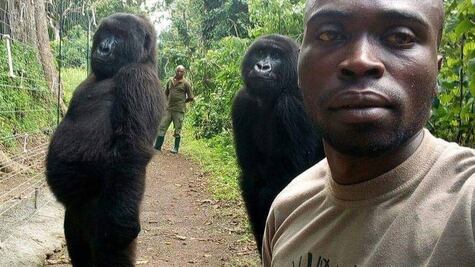 El curioso selfie que muestra a unos gorilas de pie y posando en el Congo