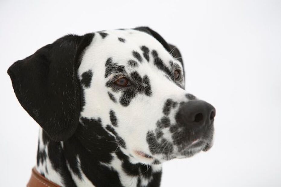 El crecimiento acelerado de los perros grandes provoca un envejecimiento prematuro en comparación con razas de tamaño mediano o pequeño. Fuente: Freepik.