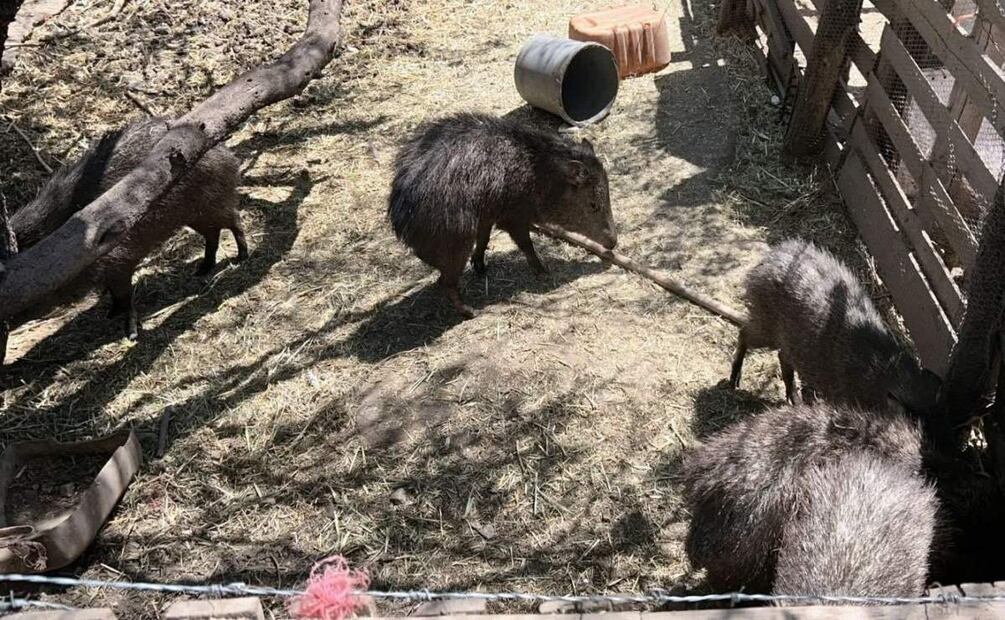 Aseguran 6 jabalíes tras cateo en Magdalena de Kino, Sonora (18/06/2025). Foto: Fiscalía de Sonora