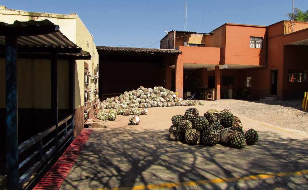 La caída en el precio del agave acusan
que se debe al aumento de productores y el sembrado indiscriminado 26 de enero. Foto: Raúl Torres y Miguel García / EL UNIVERSAL