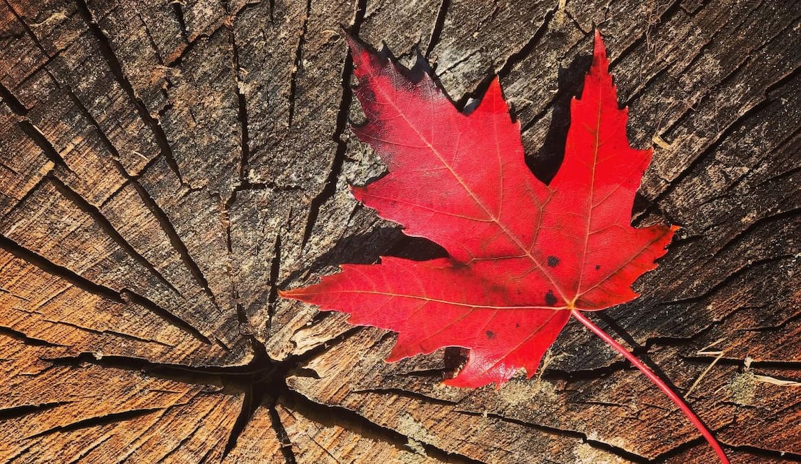 ¿Sueñas con vivir y trabajar en Canadá? Te decimos los requisitos que debes cumplir. Imagen: Pixabay 