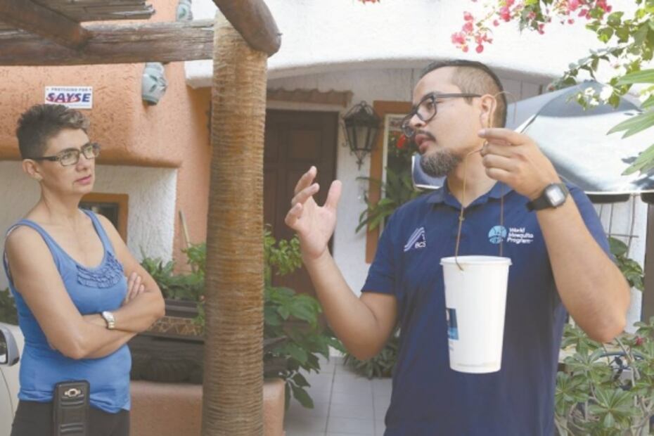 Encuentran una bacteria aliada contra zika y dengue