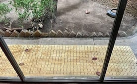 Vecinos de San Pedro, Nuevo León reparten tablas con clavos para ahuyentar osos; autoridades piden retirarlas por riesgo de lesiones