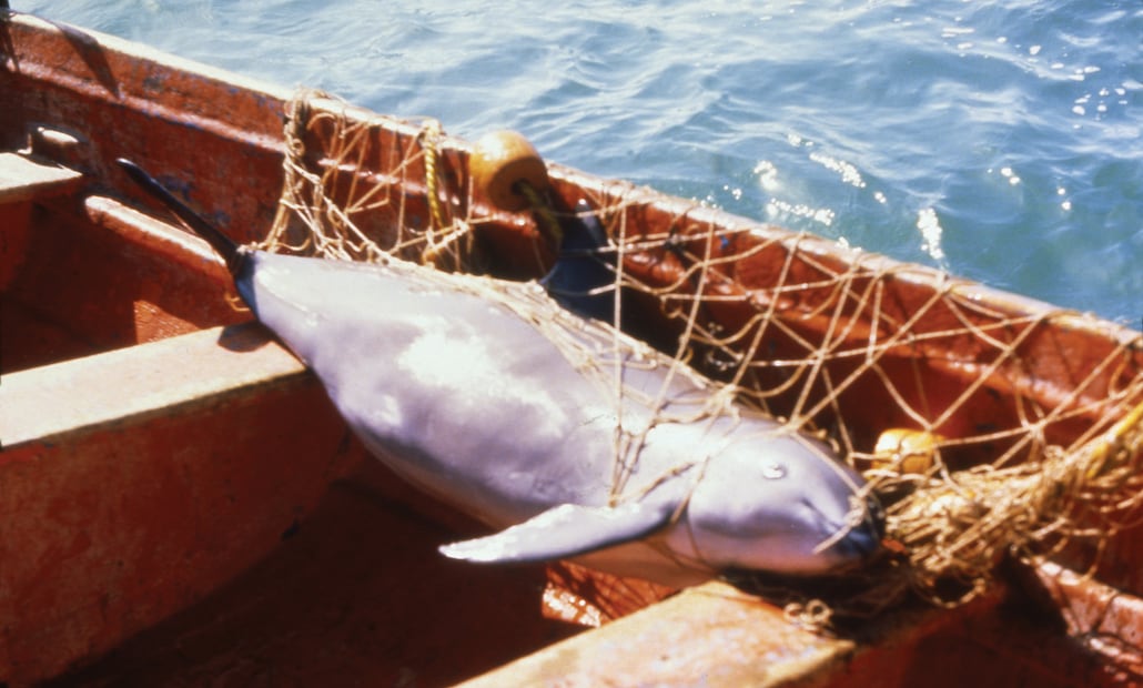 Vaquita muerta en red totoabera ©Alejandro Robles