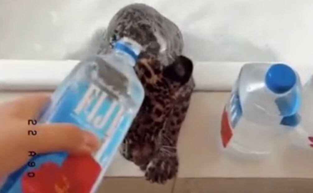 Jaguar del Fofo Márquez (29/01/2025). Foto: Captura de pantalla