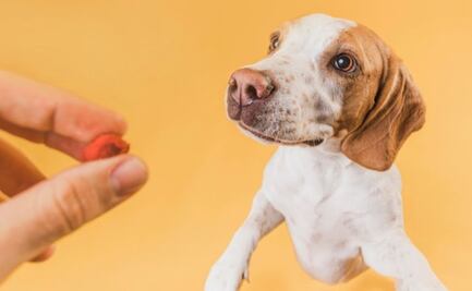 ¿Qué frutas pueden comer los perros? Experto en bienestar canino responde