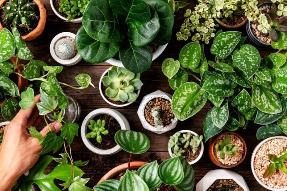 Las plantas, continúan desafiando nuestras percepciones y ofrecen pistas para el futuro. Fuente: Freepik.