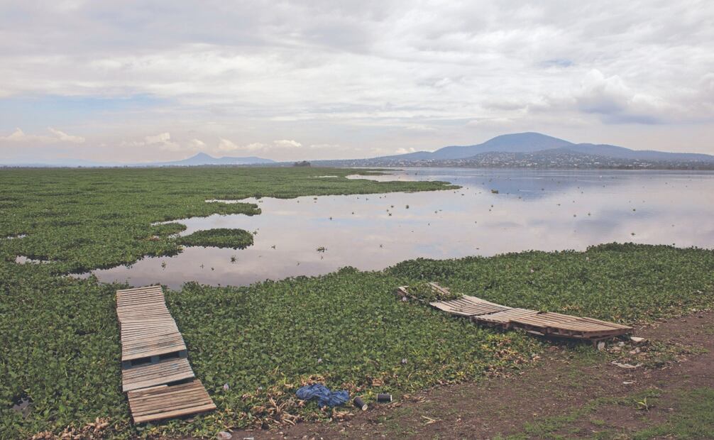 Desde los años 70 la Laguna de Zumpango recibe aguas negras de la zona industrial. Está cubierta de lirio por la materia orgánica que le llega, señaló el biólogo de la UNAM.  Foto: Darío Luna