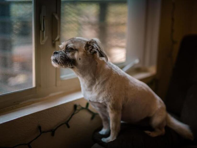 Perros con Miedo. Fuente: Freepik.