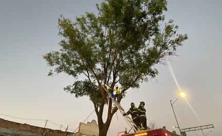 FOTOS: Rescatan a hombre con crisis psicótica que trepó un árbol en la alcaldía Cuauhtémoc
