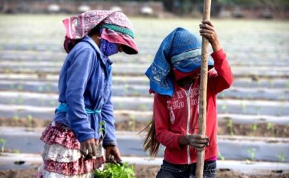 Chained to misery: child labor in Michoacán