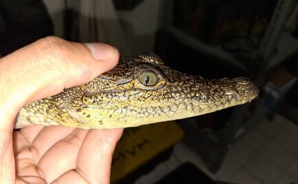 Inundaciones causan un éxodo de cocodrilos en cuatro estados; casi 100 ejemplares son reubicados