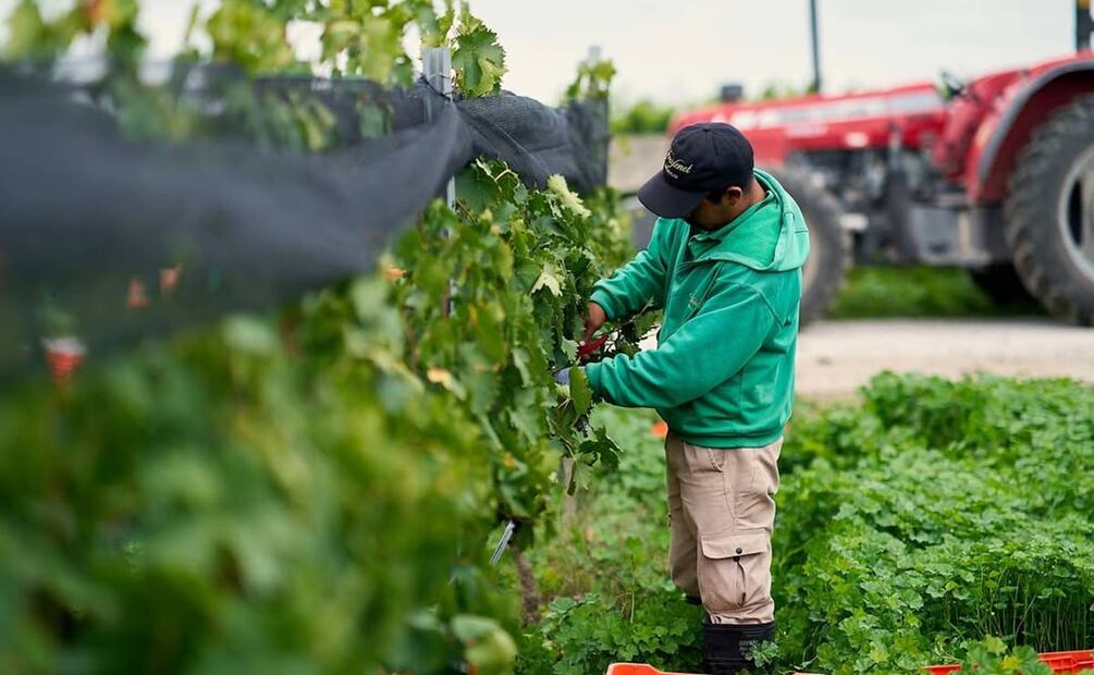 Sala Vivé, de Freixenet México, recibe certificación sustentable. Foto: Instagram