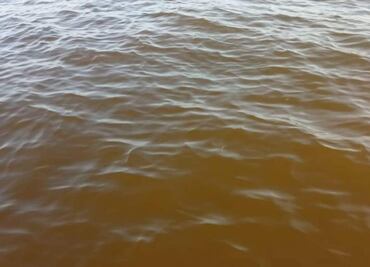 Alerta en Yucatán por llegada de marea roja; el fenómeno amenaza la actividad pesquera