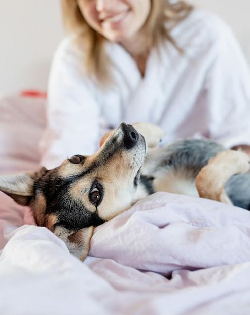 ¿Por qué los perros rascan la cama? Fuente: Freepik.