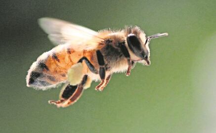 Crean primera abeja robótica que poliniza como una real