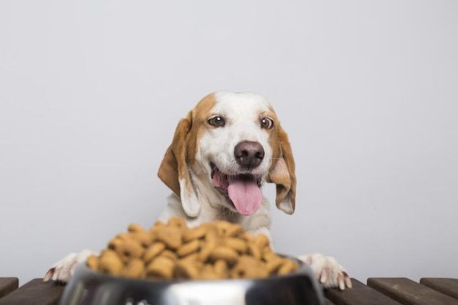 Asegúrate de darle a tu mascota lo mejor. Fuente: Freepik.