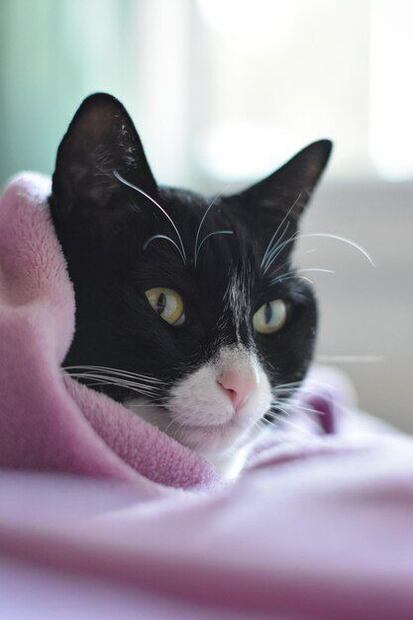 La debilidad en las patas traseras de los gatos no debe ser ignorada. Fuente: Freepik.
