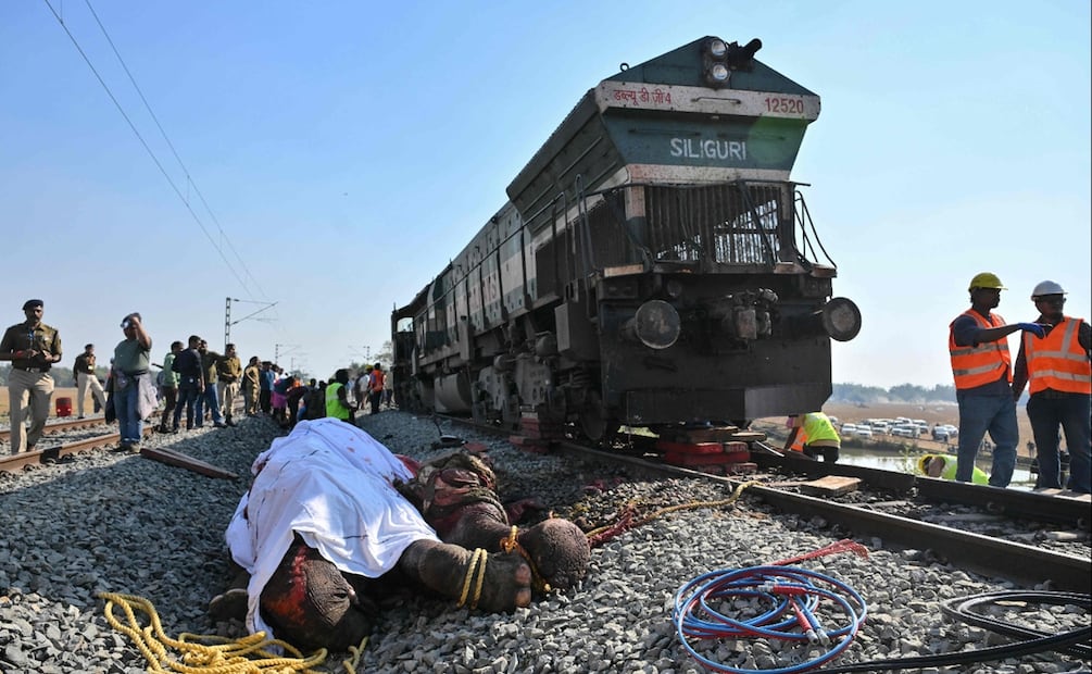 Un tren de alta velocidad chocó contra una manada de elefantes y mató a 7 en el noreste de India. Foto: AFP