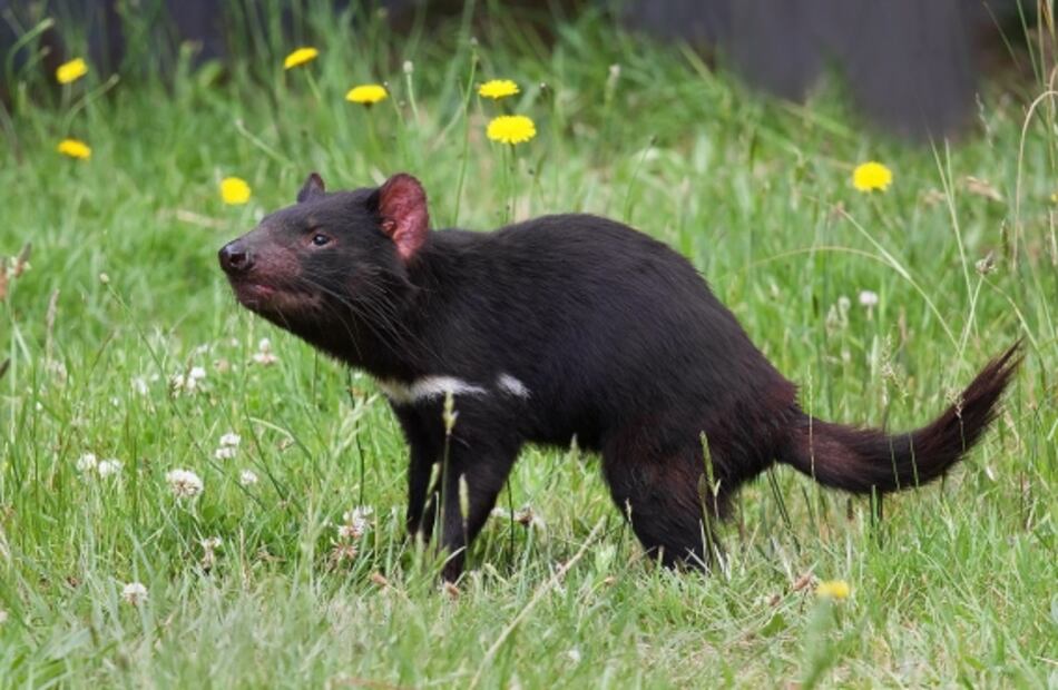 Especies poco conocidas que han sido afectadas por los incendios en Australia 