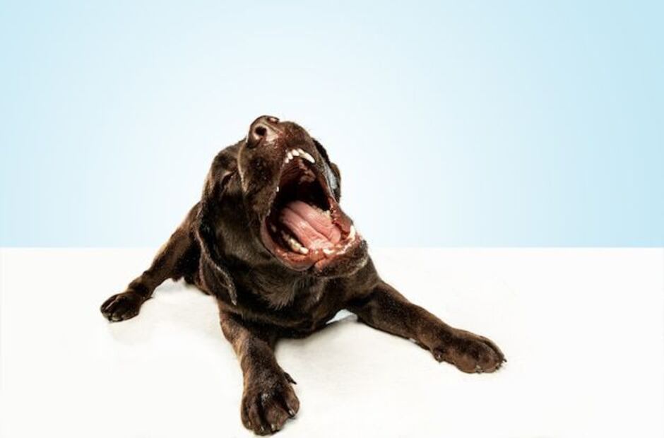 Los misteriosos bostezos de los Perros. Fuente: Freepik.