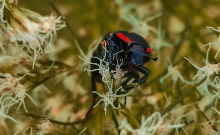 La importancia de incluir insectos a tu dieta