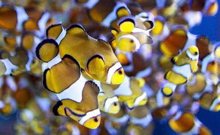 Crucial documentar la diversidad de peces en México: especialistas