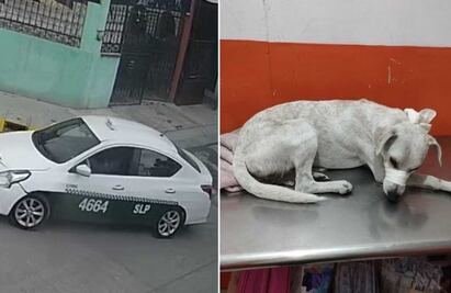 VIDEO: Taxista atropella y mata a perrito en SLP; piden justicia