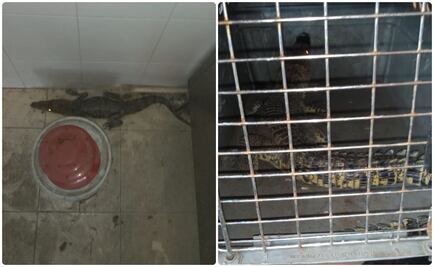 Capturan cocodrilo en restaurante de Guadalupe, Nuevo León