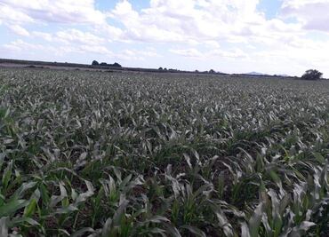 Alertan por posible ingreso de Frente Frío 26 a Sonora