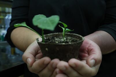 Universitarias, a favor de la ecología; convierten basura en macetas biodegradables